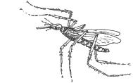 Disegno zenzale