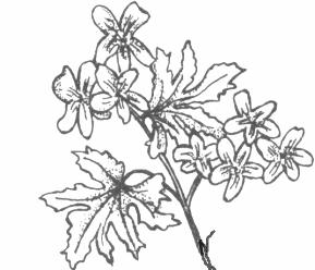 disegno