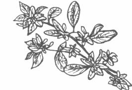 disegno