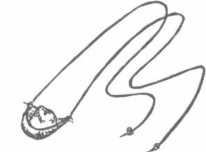 disegno