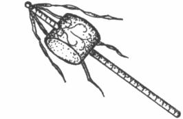 disegno
